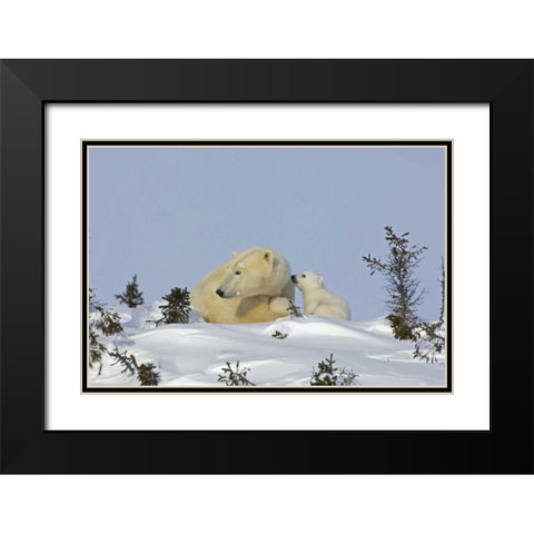 Canada, Manitoba, Wapusk Polar bear cub playing Black Modern Wood Framed Art Print with Double Matting by Illg, Cathy and Gordon