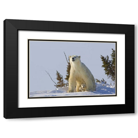 Canada, Wapusk NP Polar bear cub and mother Black Modern Wood Framed Art Print with Double Matting by Illg, Cathy and Gordon