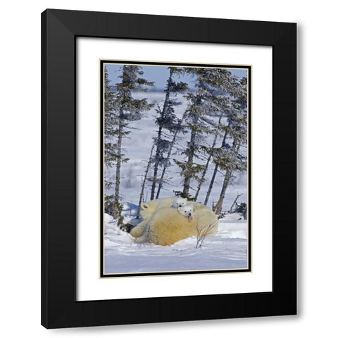 Canada, Wapusk NP Polar bear cubs and mother Black Modern Wood Framed Art Print with Double Matting by Illg, Cathy and Gordon