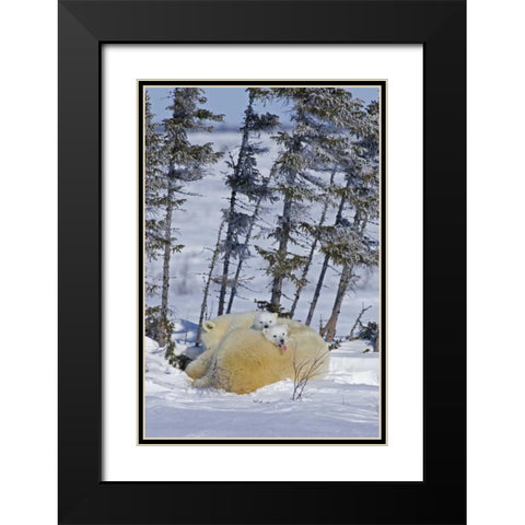 Canada, Wapusk NP Polar bear cubs and mother Black Modern Wood Framed Art Print with Double Matting by Illg, Cathy and Gordon