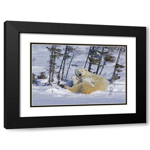 Canada, Wapusk NP Polar bear cubs playing Black Modern Wood Framed Art Print with Double Matting by Illg, Cathy and Gordon