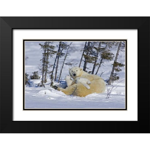 Canada, Wapusk NP Polar bear cubs playing Black Modern Wood Framed Art Print with Double Matting by Illg, Cathy and Gordon