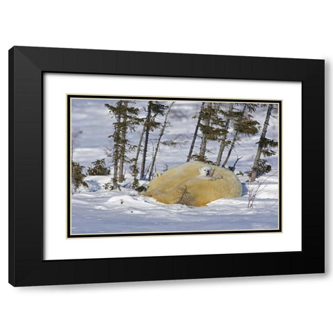 Canada, Manitoba, Wapusk NP Polar bear cub yawns Black Modern Wood Framed Art Print with Double Matting by Illg, Cathy and Gordon