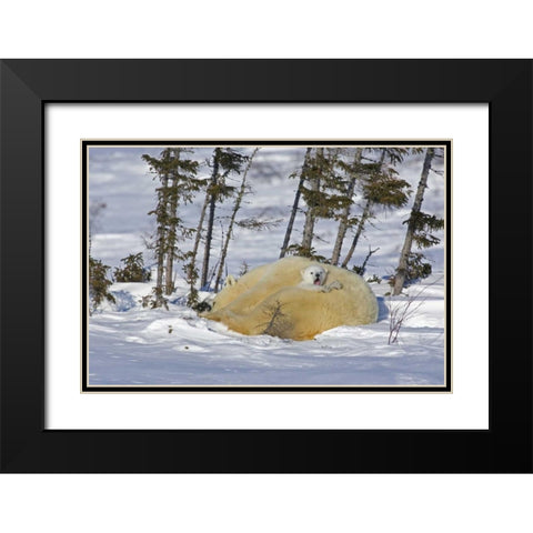 Canada, Manitoba, Wapusk NP Polar bear cub yawns Black Modern Wood Framed Art Print with Double Matting by Illg, Cathy and Gordon