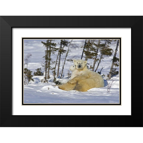 Canada, Manitoba, Wapusk Polar bear cub playing Black Modern Wood Framed Art Print with Double Matting by Illg, Cathy and Gordon