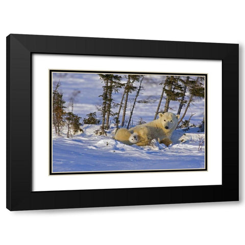 Canada, Wapusk NP Polar bear cub with its mother Black Modern Wood Framed Art Print with Double Matting by Illg, Cathy and Gordon