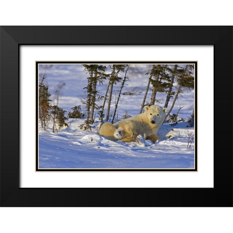 Canada, Wapusk NP Polar bear cub with its mother Black Modern Wood Framed Art Print with Double Matting by Illg, Cathy and Gordon