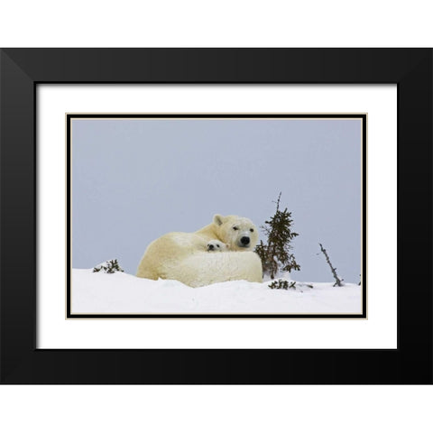 Canada, Wapusk NP Polar bear cub and mother Black Modern Wood Framed Art Print with Double Matting by Illg, Cathy and Gordon