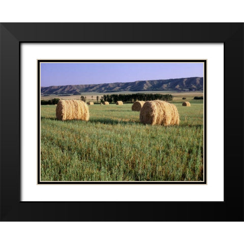 Canada, Manitoba, rolled hay bales in field Black Modern Wood Framed Art Print with Double Matting by Grandmaison, Mike