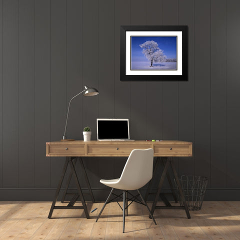 Canada, Dugald, hoarfrost on cottonwood trees Black Modern Wood Framed Art Print with Double Matting by Grandmaison, Mike