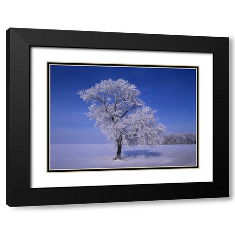 Canada, Dugald, hoarfrost on cottonwood trees Black Modern Wood Framed Art Print with Double Matting by Grandmaison, Mike