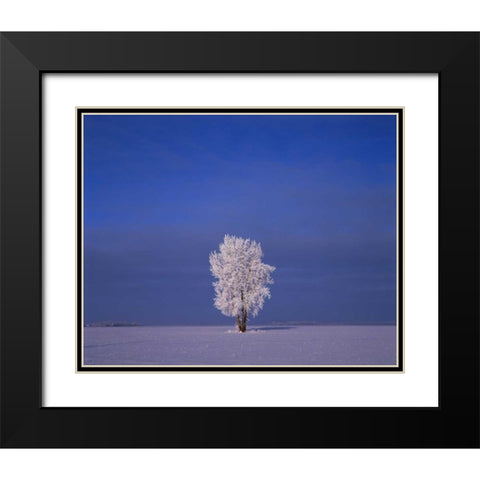 Canada, Dugald, hoarfrost on cottonwood trees Black Modern Wood Framed Art Print with Double Matting by Grandmaison, Mike