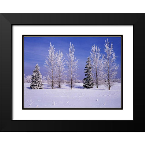 Canada, Manitoba, Birds Hill Provincial Park Black Modern Wood Framed Art Print with Double Matting by Grandmaison, Mike