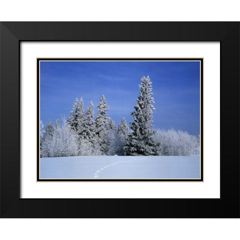 Canada, Manitoba, Birds Hill Provincial Park Black Modern Wood Framed Art Print with Double Matting by Grandmaison, Mike