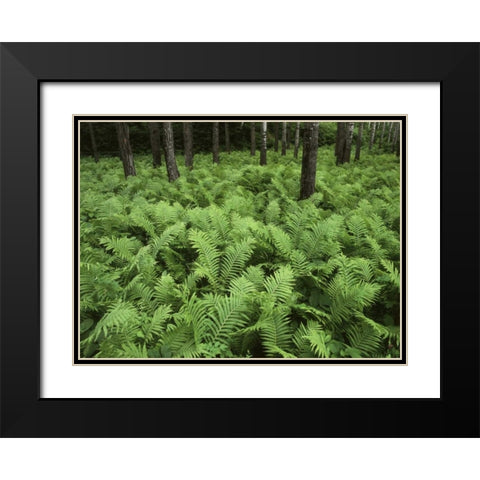 Canada, Birch River, ferns in the forest Black Modern Wood Framed Art Print with Double Matting by Grandmaison, Mike