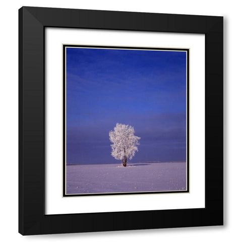 Canada, Dugald, hoarfrost on cottonwood tree Black Modern Wood Framed Art Print with Double Matting by Grandmaison, Mike