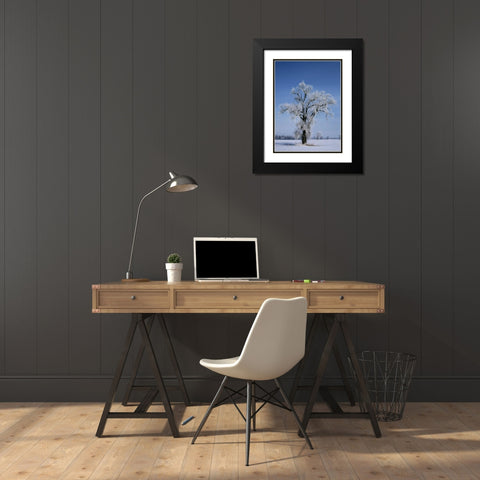 Canada, St Adolphe, hoarfrost on cottonwood tree Black Modern Wood Framed Art Print with Double Matting by Grandmaison, Mike