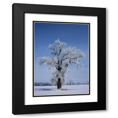 Canada, St Adolphe, hoarfrost on cottonwood tree Black Modern Wood Framed Art Print with Double Matting by Grandmaison, Mike