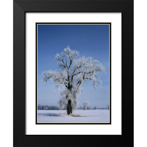 Canada, St Adolphe, hoarfrost on cottonwood tree Black Modern Wood Framed Art Print with Double Matting by Grandmaison, Mike