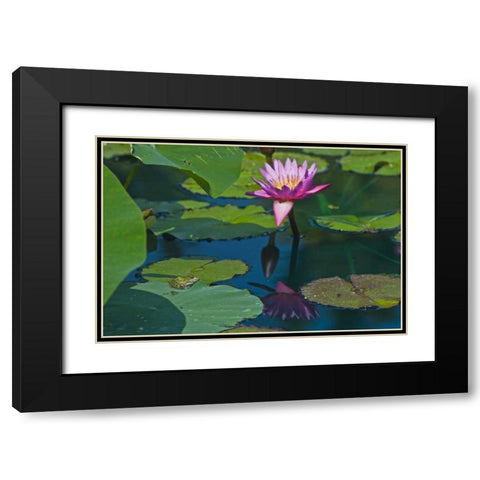 Canada, Manitoba, Winnipeg Frog on lily pad Black Modern Wood Framed Art Print with Double Matting by Grandmaison, Mike