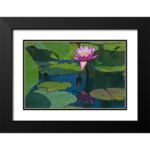 Canada, Manitoba, Winnipeg Frog on lily pad Black Modern Wood Framed Art Print with Double Matting by Grandmaison, Mike