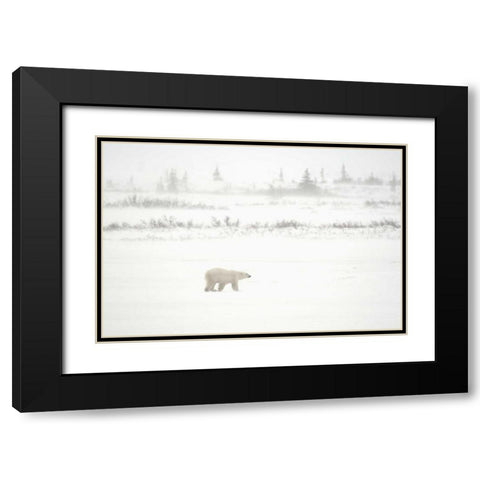 Canada, Churchill Polar bear walking on tundra Black Modern Wood Framed Art Print with Double Matting by Grandmaison, Mike