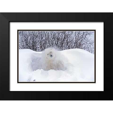 Canada, Churchill Polar bear shaking snow off Black Modern Wood Framed Art Print with Double Matting by Grandmaison, Mike