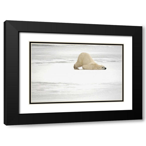 Canada, Churchill Polar bear scratching itself Black Modern Wood Framed Art Print with Double Matting by Grandmaison, Mike
