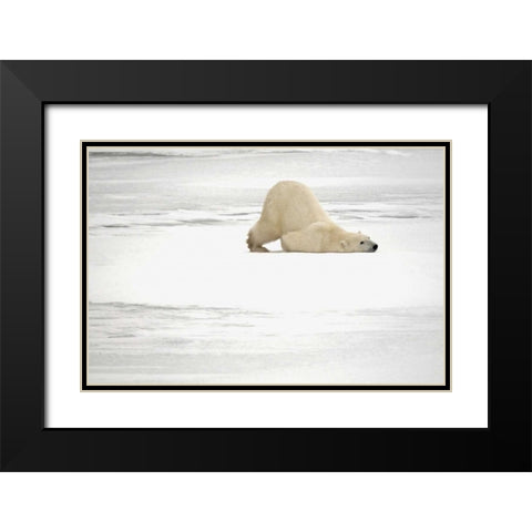 Canada, Churchill Polar bear scratching itself Black Modern Wood Framed Art Print with Double Matting by Grandmaison, Mike
