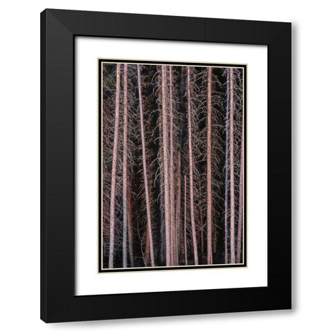 Canada, Manitoba Stark spruce trees Black Modern Wood Framed Art Print with Double Matting by Grandmaison, Mike