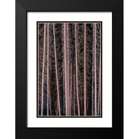 Canada, Manitoba Stark spruce trees Black Modern Wood Framed Art Print with Double Matting by Grandmaison, Mike