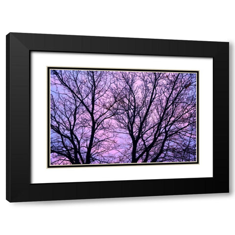 Canada, Winnipeg Branches of a sliver maple Black Modern Wood Framed Art Print with Double Matting by Grandmaison, Mike