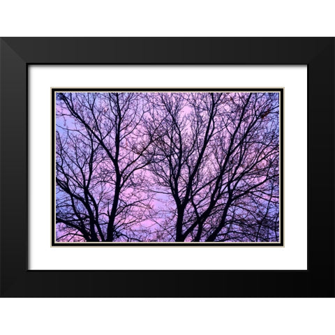 Canada, Winnipeg Branches of a sliver maple Black Modern Wood Framed Art Print with Double Matting by Grandmaison, Mike