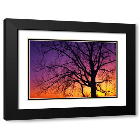 Canada, Manitoba Cottonwood tree at sunset Black Modern Wood Framed Art Print with Double Matting by Grandmaison, Mike