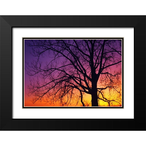Canada, Manitoba Cottonwood tree at sunset Black Modern Wood Framed Art Print with Double Matting by Grandmaison, Mike