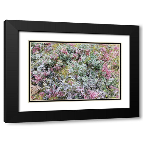 Canada, Whiteshell PP Autumn frost on plants Black Modern Wood Framed Art Print with Double Matting by Grandmaison, Mike