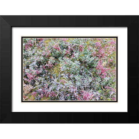 Canada, Whiteshell PP Autumn frost on plants Black Modern Wood Framed Art Print with Double Matting by Grandmaison, Mike