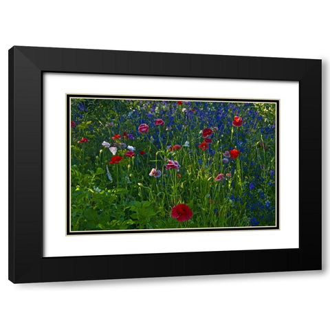Canada, Manitoba, Brandon Garden flowers Black Modern Wood Framed Art Print with Double Matting by Grandmaison, Mike