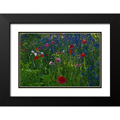Canada, Manitoba, Brandon Garden flowers Black Modern Wood Framed Art Print with Double Matting by Grandmaison, Mike