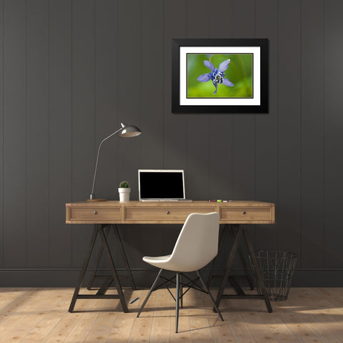 Canada, Manitoba, Winnipeg Blue columbine flower Black Modern Wood Framed Art Print with Double Matting by Grandmaison, Mike