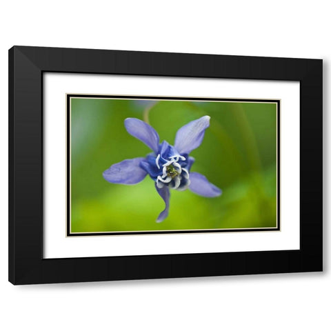 Canada, Manitoba, Winnipeg Blue columbine flower Black Modern Wood Framed Art Print with Double Matting by Grandmaison, Mike