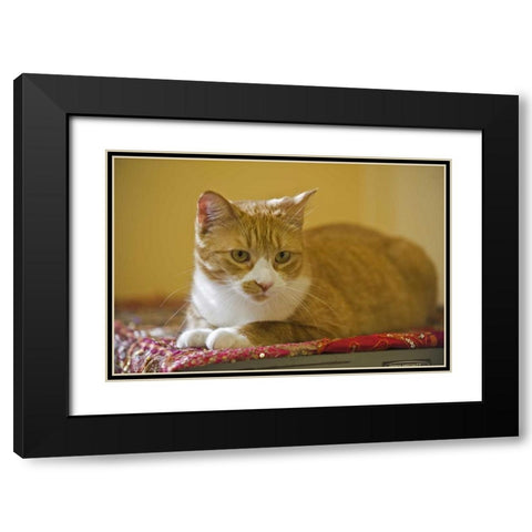 Canada, Manitoba, Winnipeg House cat Black Modern Wood Framed Art Print with Double Matting by Grandmaison, Mike