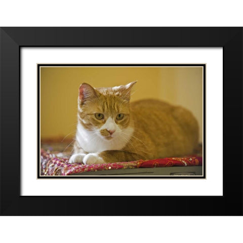 Canada, Manitoba, Winnipeg House cat Black Modern Wood Framed Art Print with Double Matting by Grandmaison, Mike