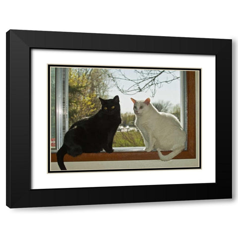 Canada, Winnipeg Black and white house cats Black Modern Wood Framed Art Print with Double Matting by Grandmaison, Mike