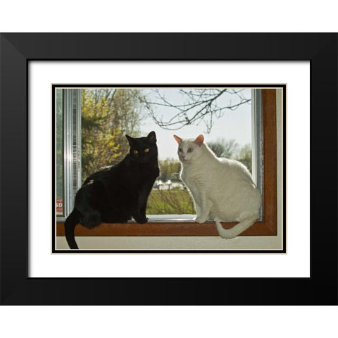 Canada, Winnipeg Black and white house cats Black Modern Wood Framed Art Print with Double Matting by Grandmaison, Mike