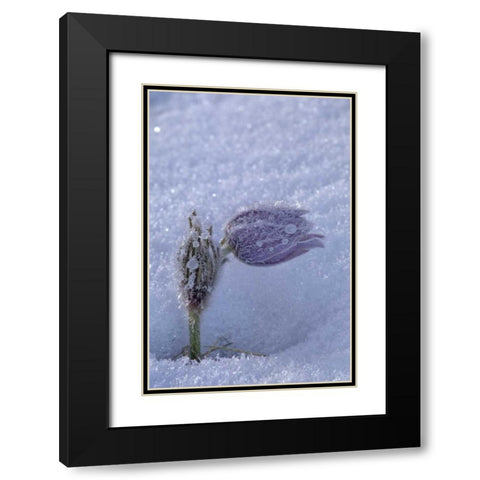 Canada, Manitoba, Hoarfrost-coated prairie crocus Black Modern Wood Framed Art Print with Double Matting by Grandmaison, Mike