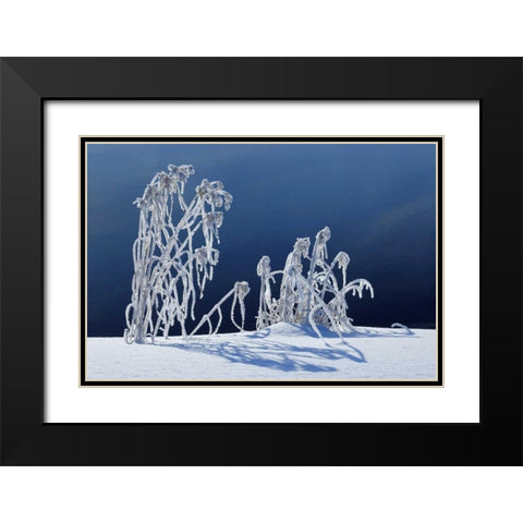 Canada, Whiteshell PP Hoarfrost-covered grass Black Modern Wood Framed Art Print with Double Matting by Grandmaison, Mike
