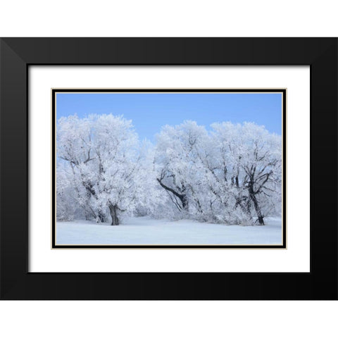 Canada, Hazelridge Hoarfrost-covered trees Black Modern Wood Framed Art Print with Double Matting by Grandmaison, Mike
