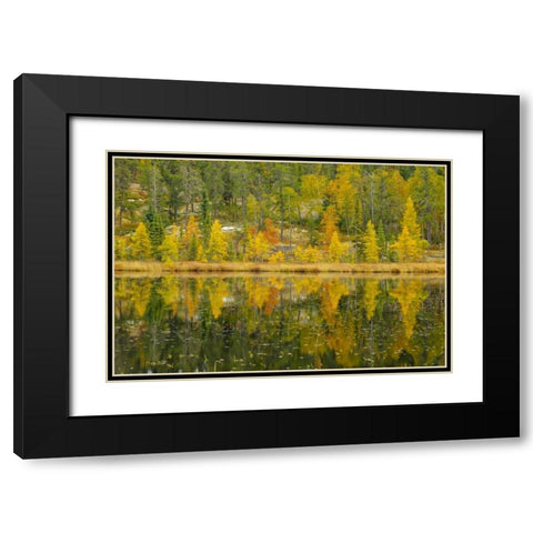 Canada, Whiteshell PP Larch trees by lily pond Black Modern Wood Framed Art Print with Double Matting by Grandmaison, Mike