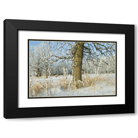Canada, Winnipeg Hoarfrost at Seine River edge Black Modern Wood Framed Art Print with Double Matting by Grandmaison, Mike